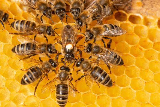 Why Bees Matter: The Creators Behind our Beeswax Wraps