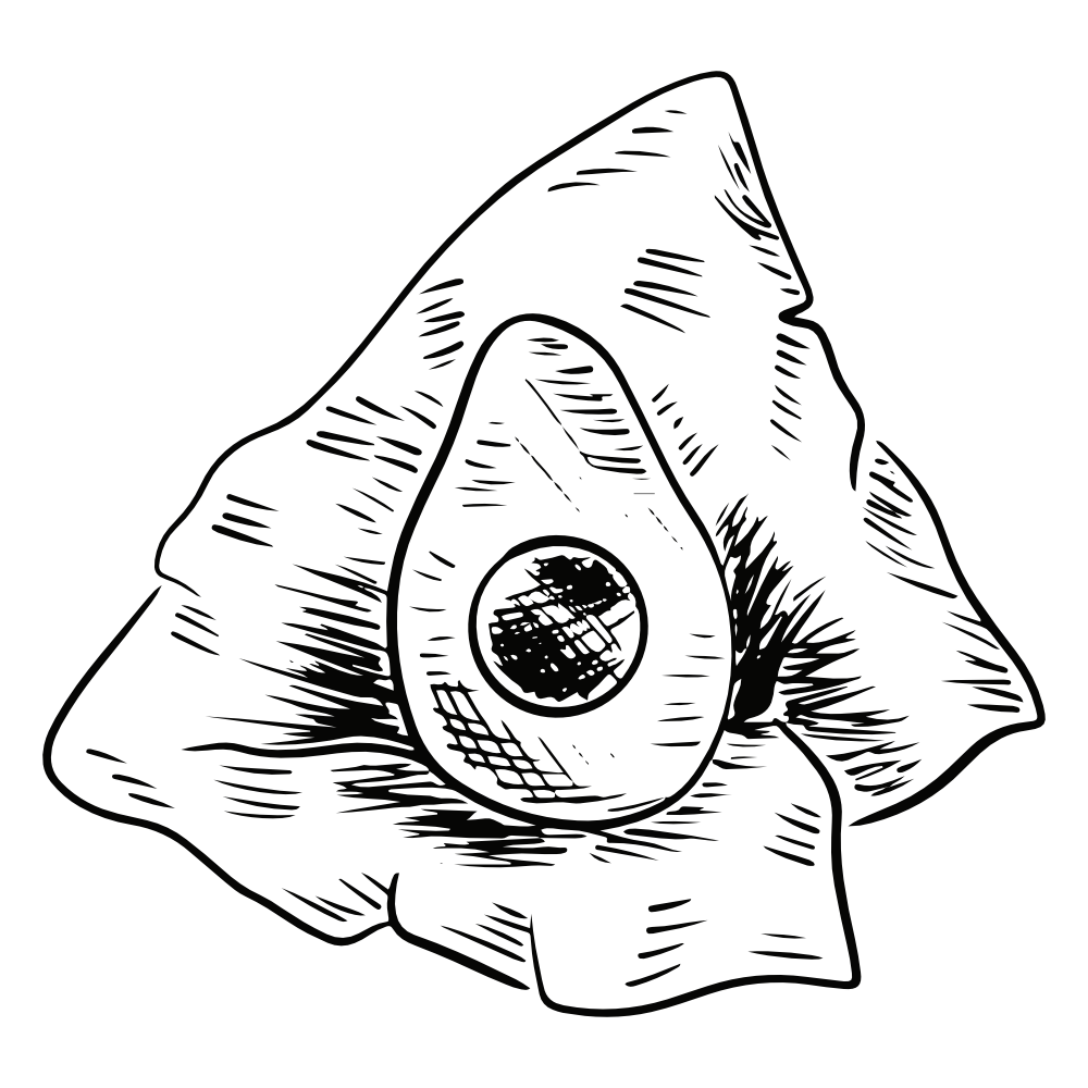 An avocado half with its pit visible, wrapped in a beeswax wrap